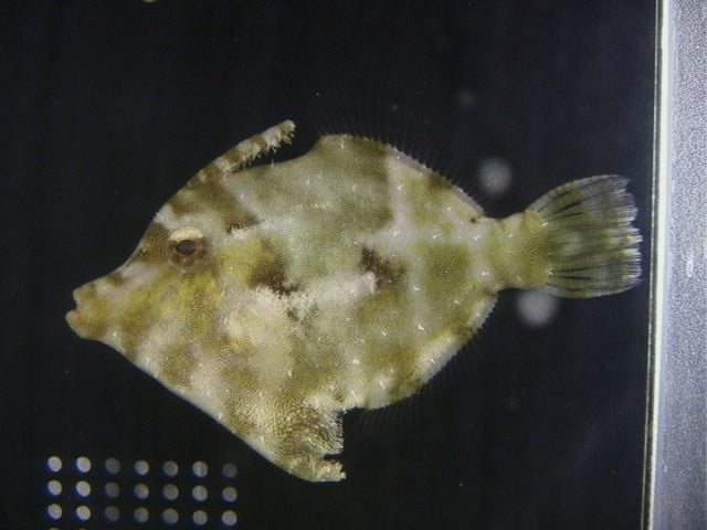 Matte Filefish Matted Filefish M