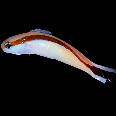 Goby