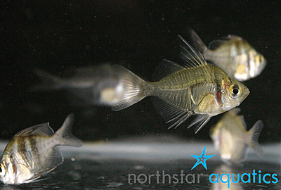 Misc Freshwater Fish
