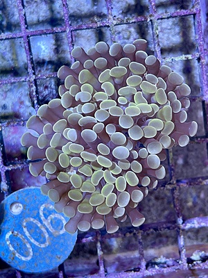 Bubble Coral 5A - WYSIWYG main image 0