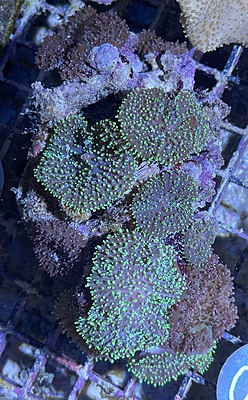 Bubble Coral 5A - WYSIWYG main image 1