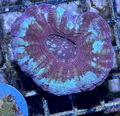 Bubble Coral 5A - WYSIWYG