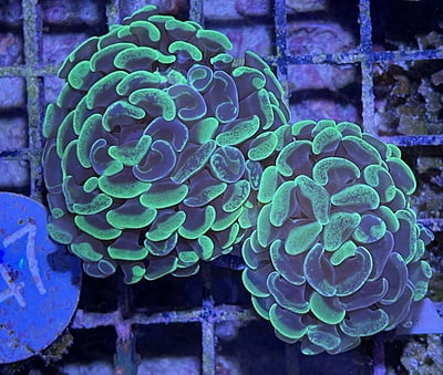 Bubble Coral 1A - WYSIWYG