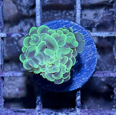 Bubble Coral 7A - WYSIWYG main image 1