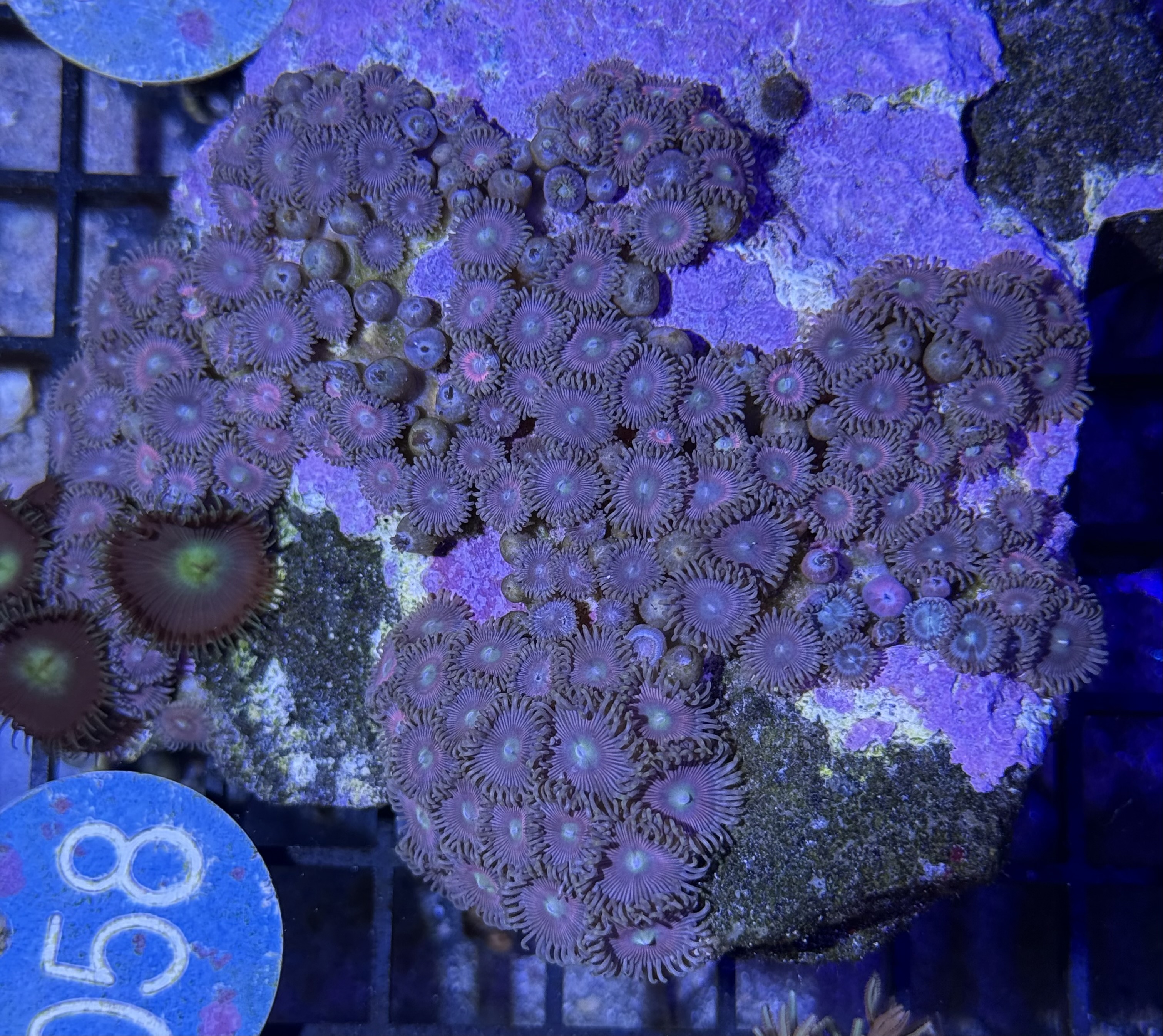 Brain Coral 48C - WYSIWYG main image 0