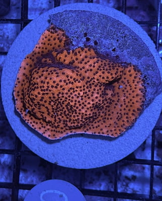 Plate Coral 1F - WYSIWYG main image 0