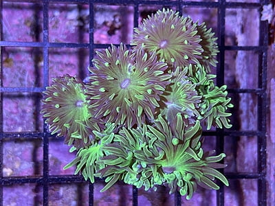 Plate Coral 3C  - WYSIWYG main image 1