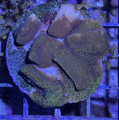Plate Coral 2C  - WYSIWYG