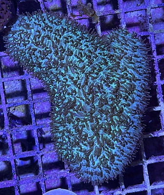 Plate Coral 6A - WYSIWYG main image 0