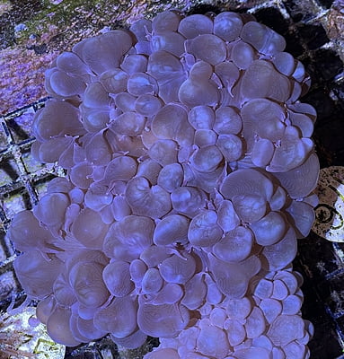 Pink Skirt Mushroom Coral 1A - WYSIWYG main image 0