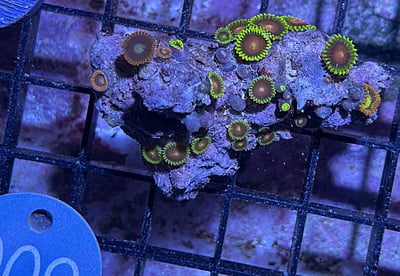 Plate Coral 3C  - WYSIWYG