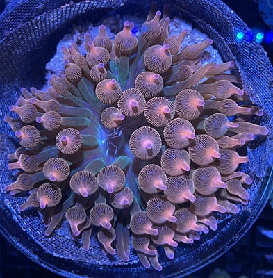 Brain Coral 48C - WYSIWYG main image 1