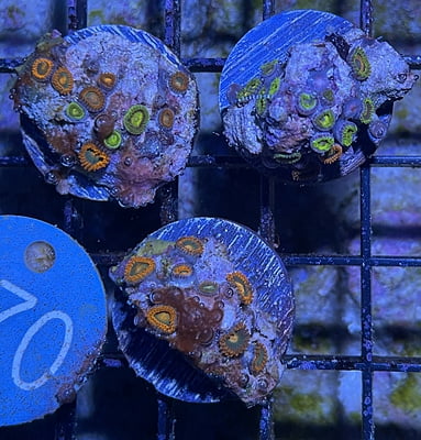 Brain Coral 32C - WYSIWYG
