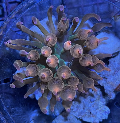 Grape Bubble Coral 2A - WYSIWYG