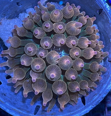 Plate Coral 2C  - WYSIWYG main image 0