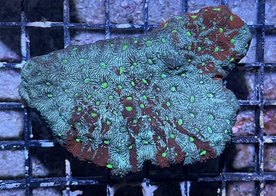 Bubble Coral 1A - WYSIWYG main image 1