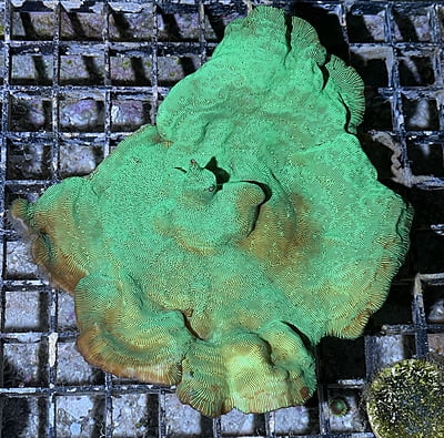 Bubble Coral 7A - WYSIWYG main image 0