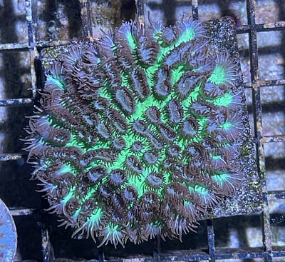 Brain Coral 43C - WYSIWYG