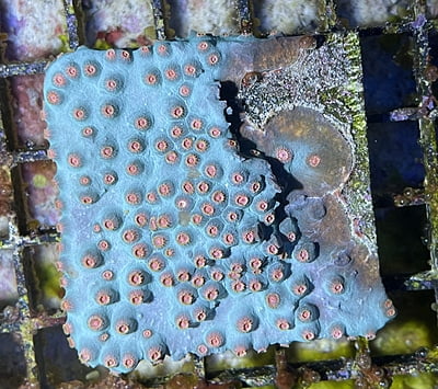 Plate Coral 2B  - WYSIWYG main image 0