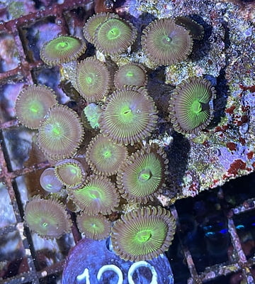 Plate Coral 6A - WYSIWYG
