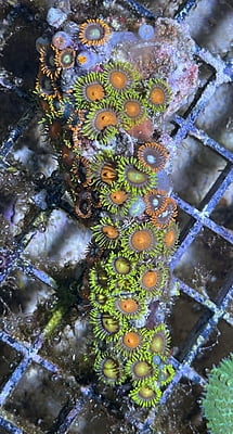 Plate Coral 6A - WYSIWYG main image 1